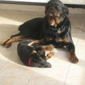 chien DM (44)